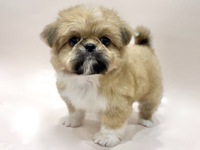 ミックス（犬）