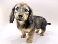 ミニチュア・ダックスフンド