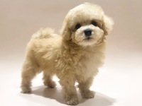 トイ・プードル