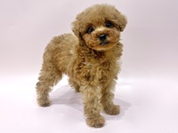 トイ・プードル