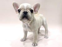 フレンチ・ブルドッグ