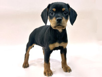 ミックス（犬）