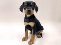 ミックス（犬）