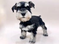 ミニチュア・シュナウザー