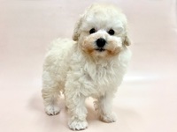 トイ・プードル