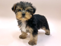 ヨークシャー・テリア