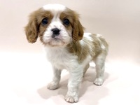 キャバリア・キング・チャールズ・スパニエル