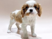 キャバリア・キング・チャールズ・スパニエル