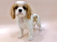 キャバリア・キング・チャールズ・スパニエル