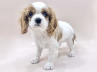 キャバリア・キング・チャールズ・スパニエル