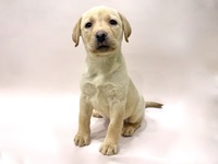 ラブラドール・レトリーバー
