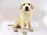 ラブラドール・レトリーバー
