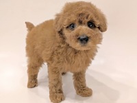 トイ・プードル