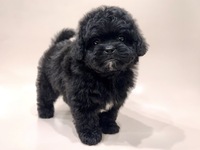 ミックス（犬）