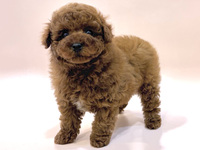 トイ・プードル