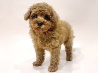 トイ・プードル