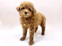 トイ・プードル