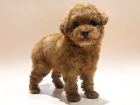 トイ・プードル