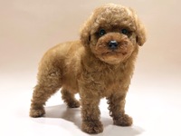 トイ・プードル