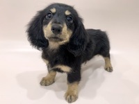 ミニチュア・ダックスフンド