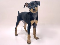 ミニチュア・ピンシャー