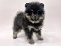 ポメラニアン