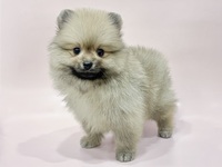 ポメラニアン