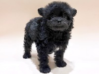 ミックス（犬）