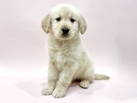 ゴールデン・レトリーバー