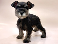 ミニチュア・シュナウザー