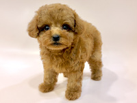 トイ・プードル