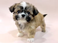 ミックス（犬）