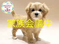 ミックス（犬）