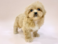 ミックス（犬）