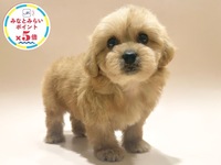 ミックス（犬）