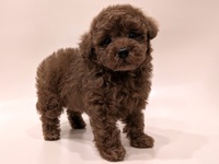 トイ・プードル