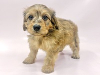 ミックス（犬）