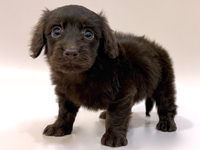 ミックス（犬）