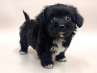 ミックス（犬）