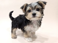 ミックス（犬）