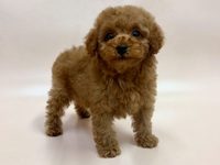 トイ・プードル