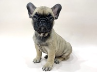 フレンチ・ブルドッグ