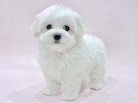 ミックス（犬）