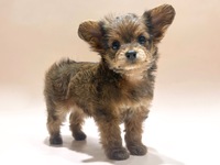 ミックス（犬）