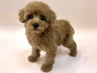 トイ・プードル