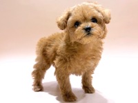 トイ・プードル