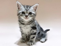 アメリカン・ショートヘアー