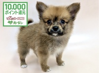 ミックス（犬）