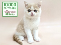 ブリティッシュショートヘアー