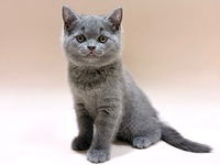 ブリティッシュショートヘアー